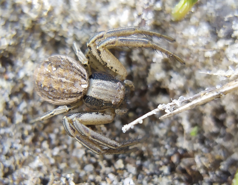 Spiracme striatipes - csíkoslábú karolópók