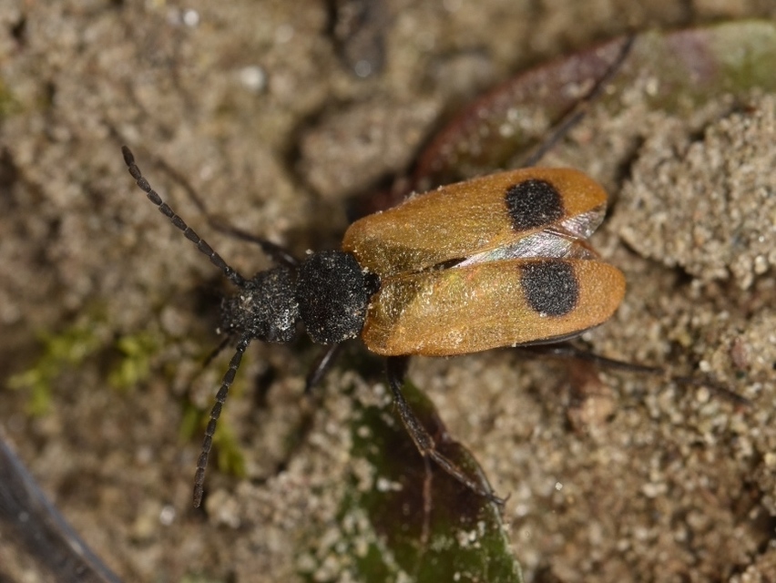 Apalus bimaculatus - kétfoltos élősdibogár