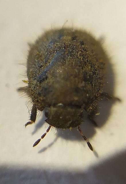 Odontoscelis Odontoscelis