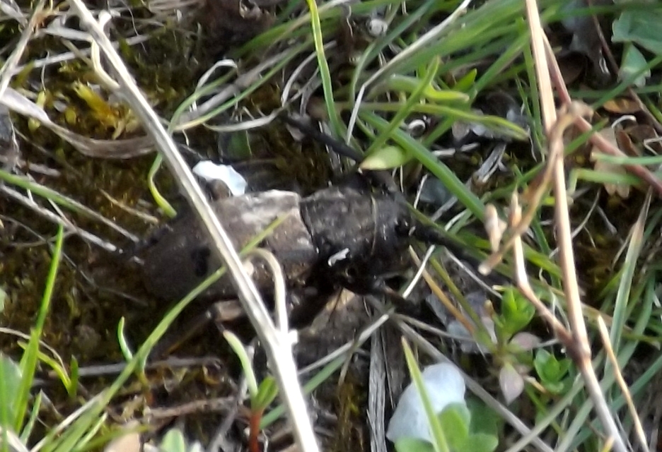 Herophila tristis - selymes alkonycincér