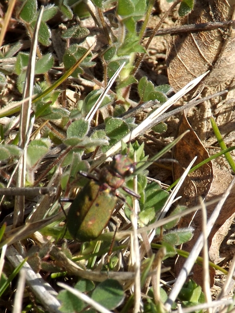 Cicindela campestris - mezei homokfutrinka