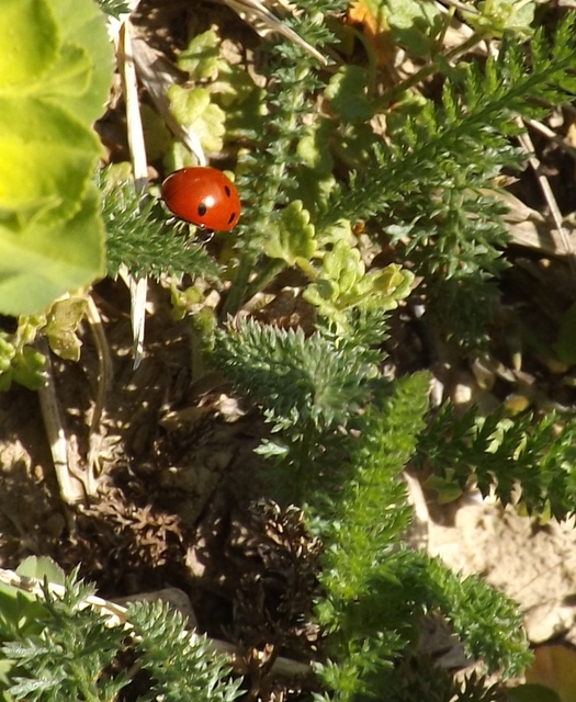 Coccinella septempunctata - hétpettyes katica