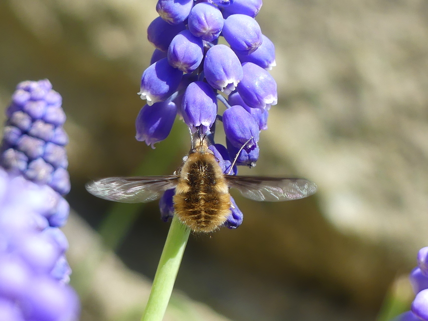 Bombylius major - szegélyes pöszörlégy
