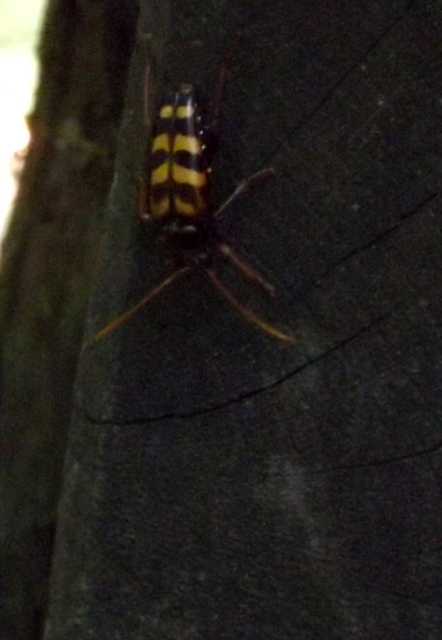 Leptura aurulenta - sárgaszőrű szalagoscincér