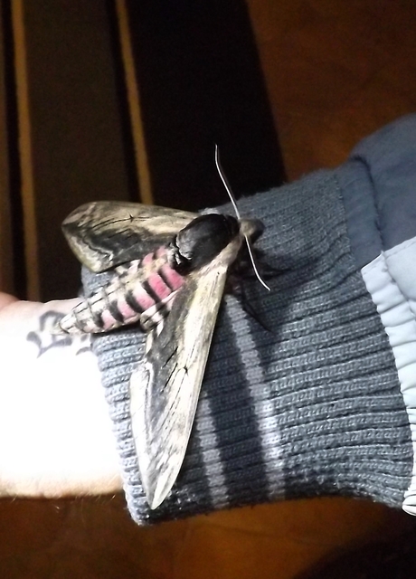 Sphinx ligustri - fagyalszender