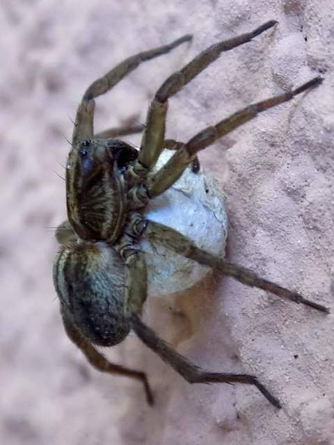 Trochosa