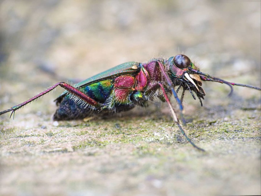 Cicindela campestris - mezei homokfutrinka