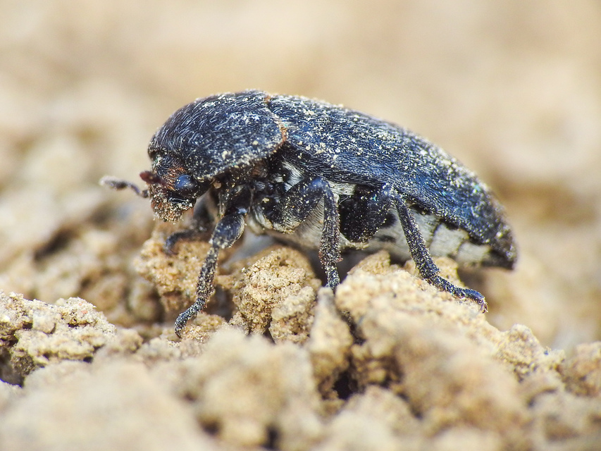 Dermestes laniarius - gyászos porva Dermestes laniarius - gyászos porva