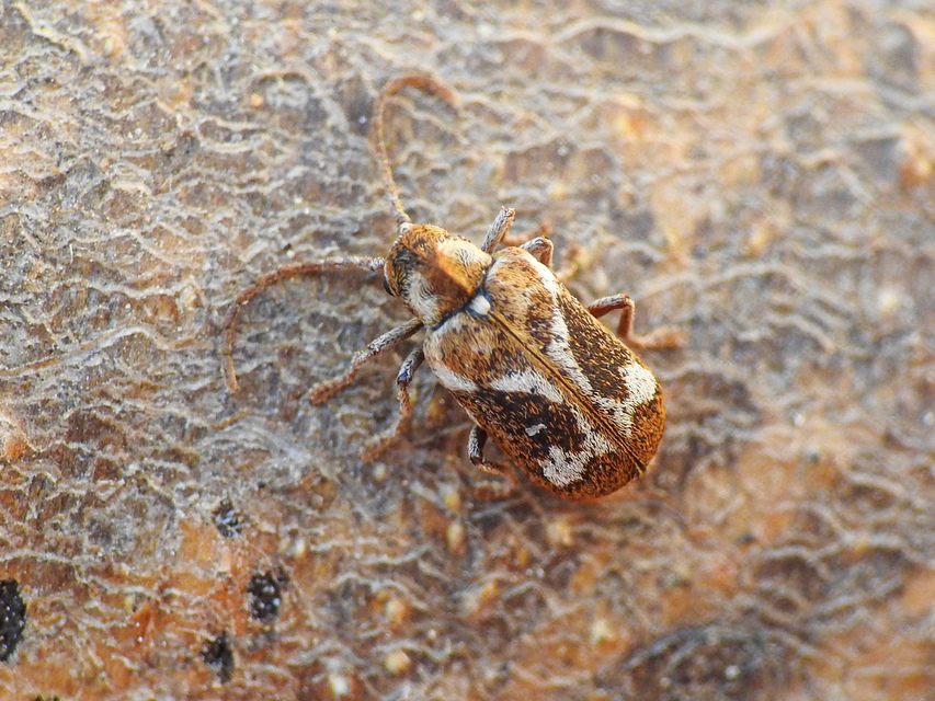 Ptinomorphus imperialis - díszes álszú
