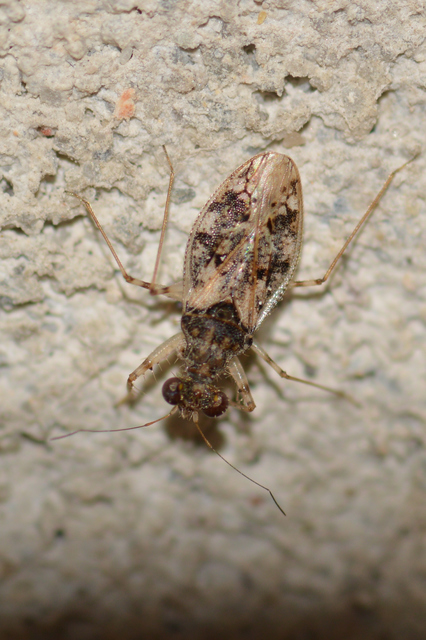 Leptopus marmoratus - kövipoloska