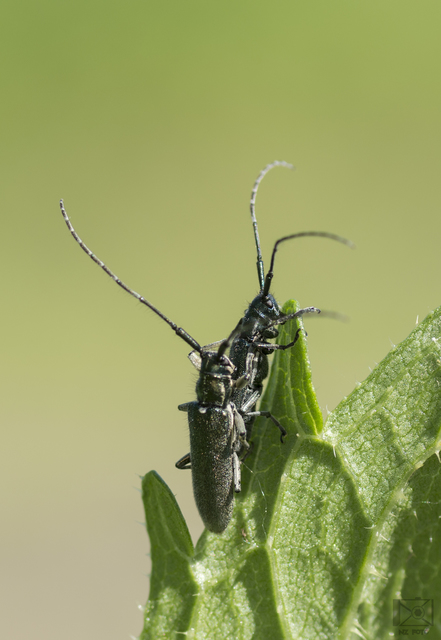 Agapanthia viti