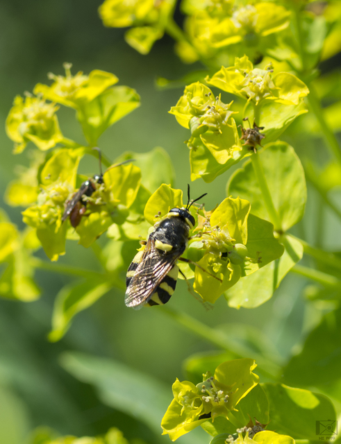 Stratiomys