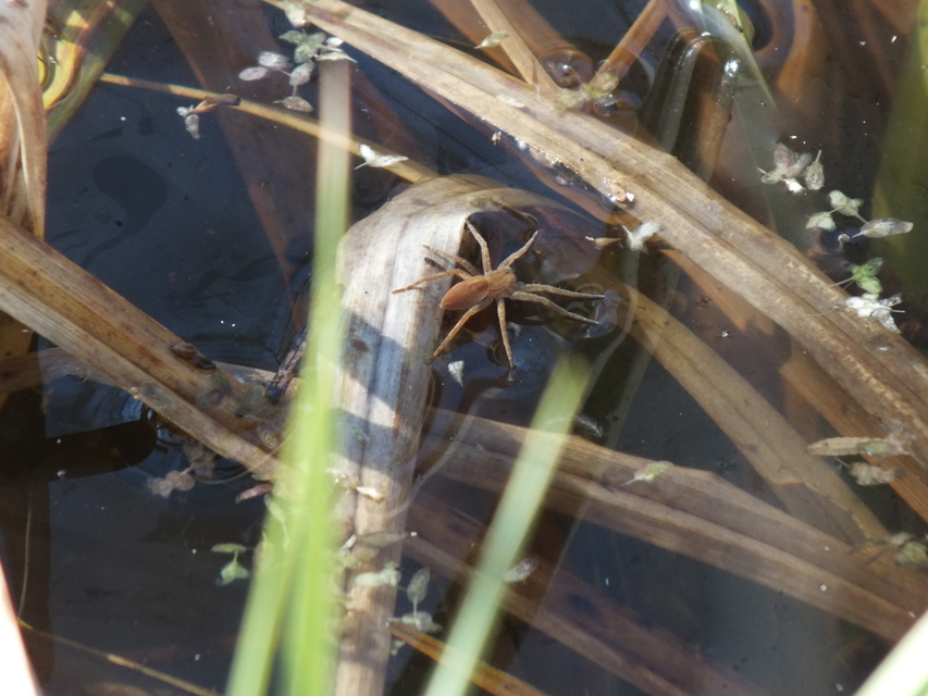 Dolomedes plantarius/fimbriatus