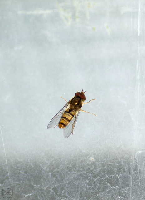 Episyrphus balteatus - ékfoltos zengőlégy