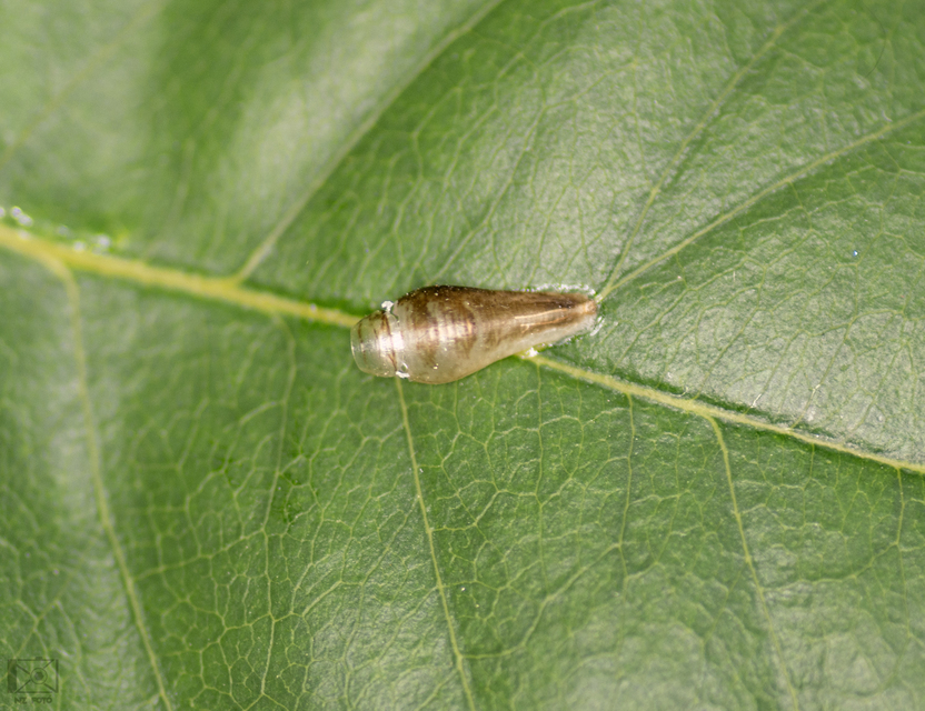 Episyrphus balteatus - ékfoltos zengőlégy