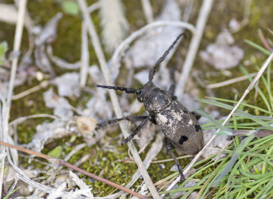Herophila tristis - selymes alkonycincér