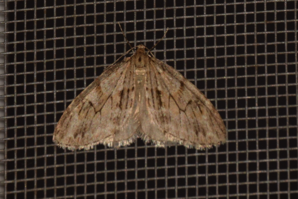 Trichopteryx polycommata - kőrisfa-lebenyesaraszoló
