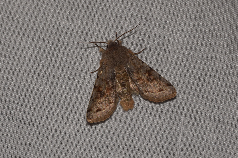 Orthosia incerta - változékony barkabagoly