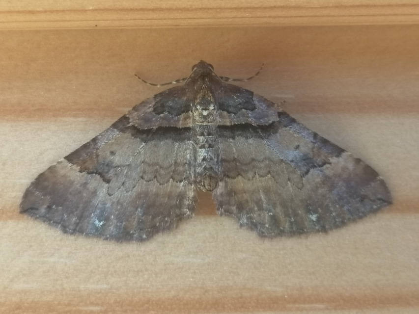 Earophila badiata - csipkerózsa-araszoló