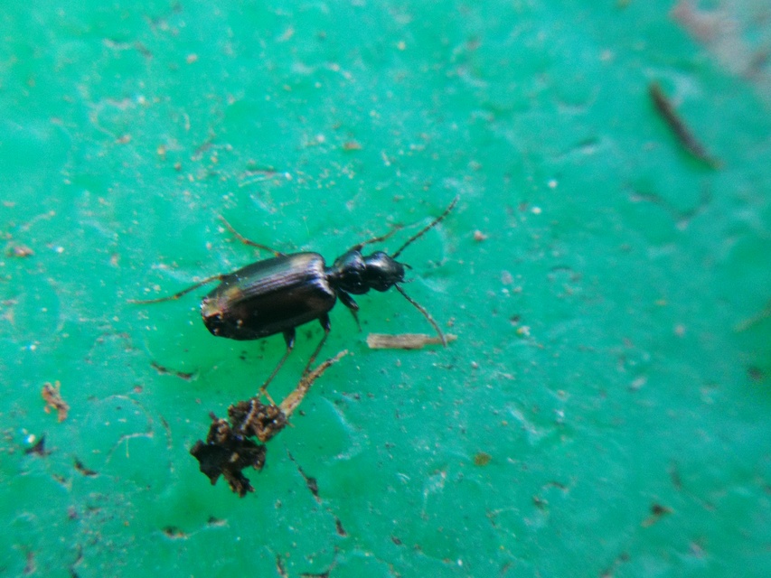 Syntomus obscuroguttatus - négyfoltos gyökérfutó