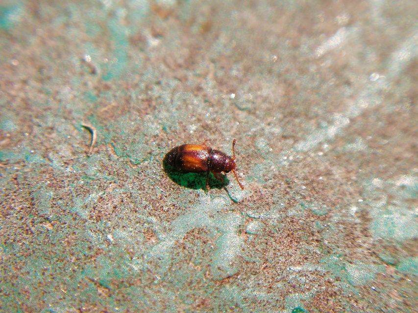 Kateretes pusillus