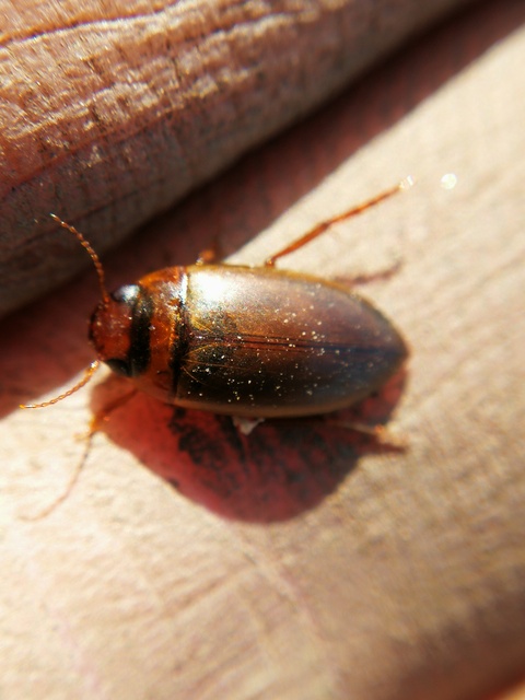 Liopterus haemorrhoidalis - rozsdás csíkbogár