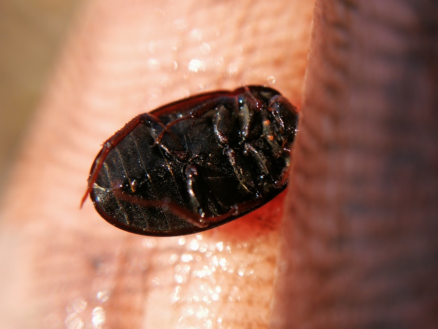 Hydrobius