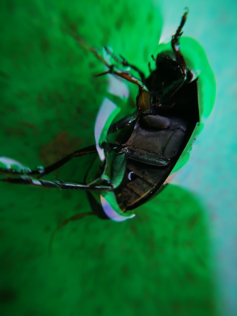 Hydrochara caraboides - kis csibor
