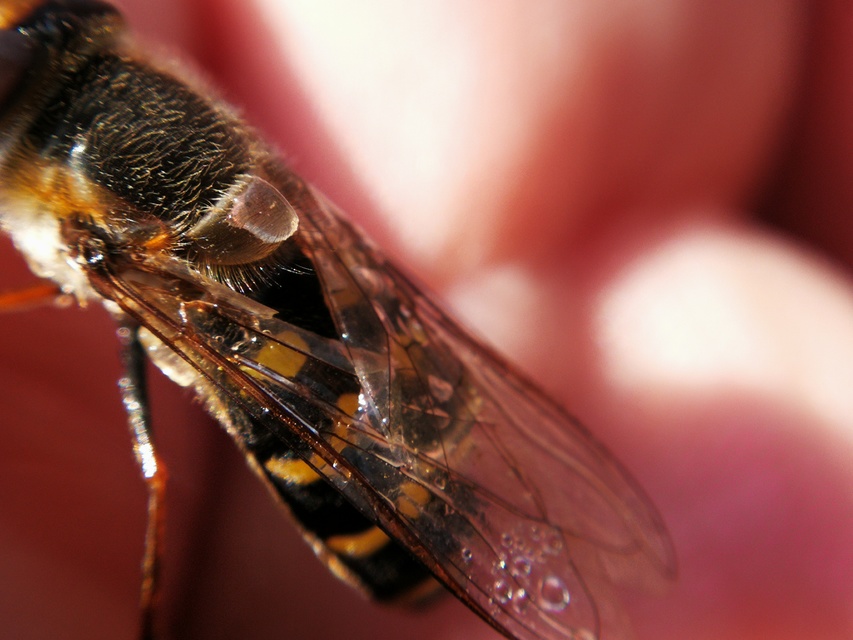 Scaeva selenitica - sárga nagyhomlokúlégy