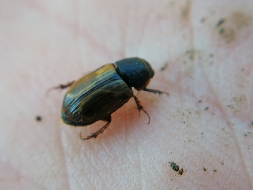 Aphodius prodromus - sárgalábú trágyabogár