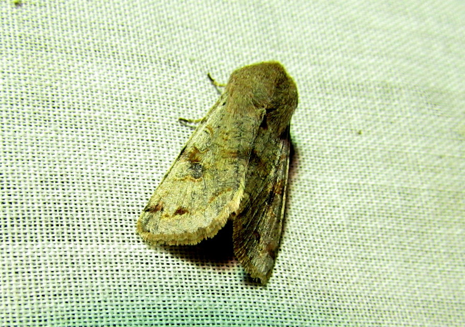 Orthosia incerta - változékony barkabagoly