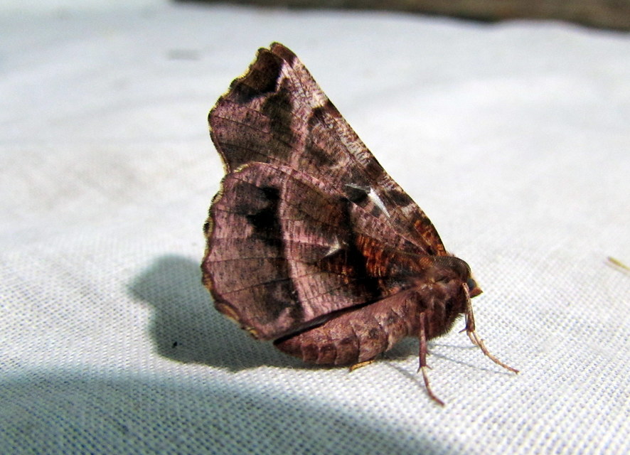 Selenia dentaria - kétfoltos holdasaraszoló