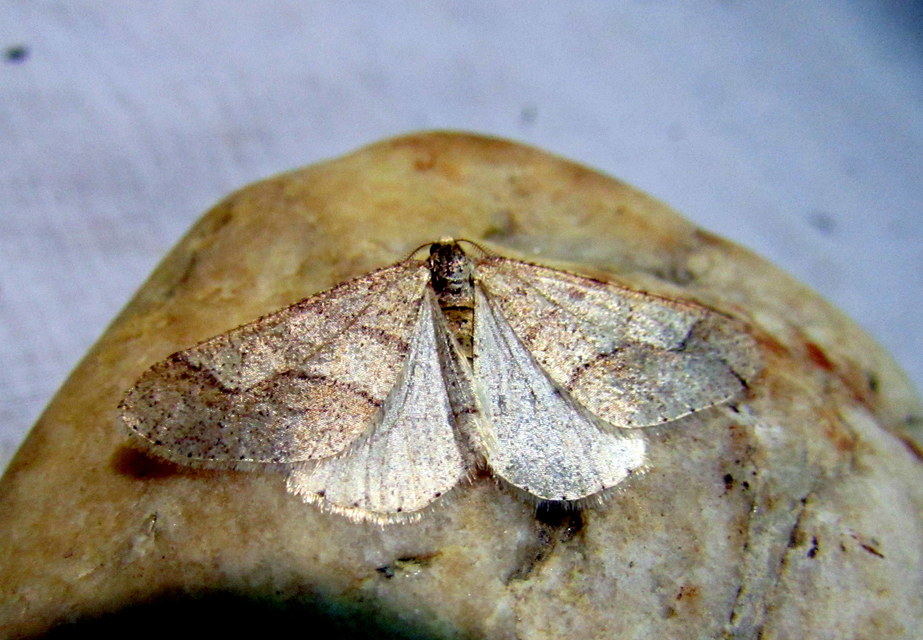 Agriopis marginaria - sárgás téliaraszoló