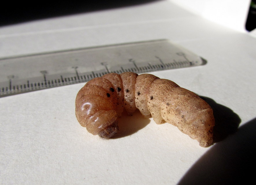 Noctua fimbriata - szélessávú sárgafűbagoly
