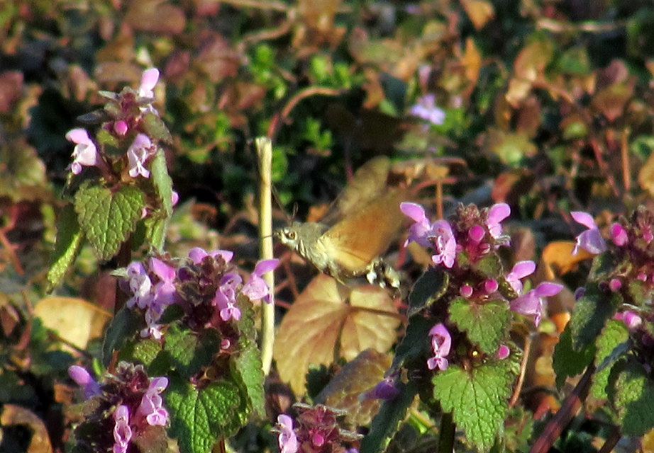 Macroglossum stellatarum - kacsafarkú szender