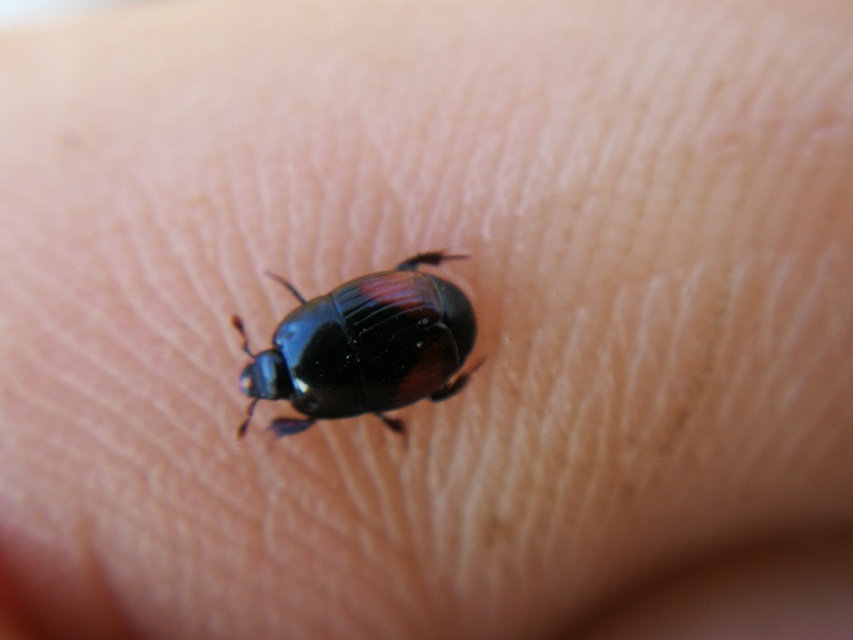 Atholus bimaculatus - kétfoltos sutabogár