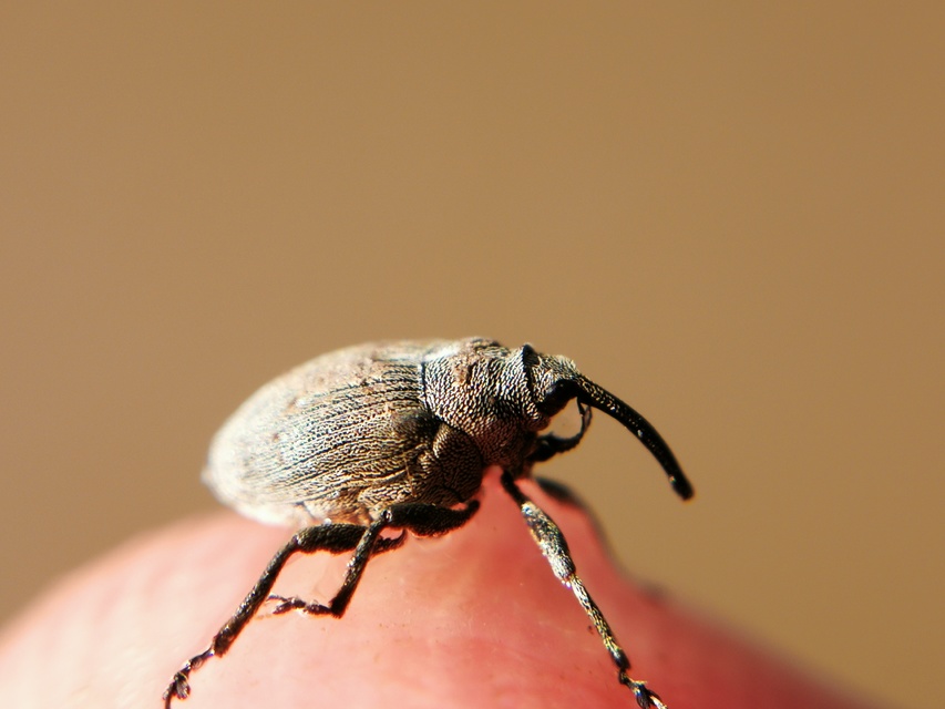 Ceutorhynchus napi - széles repce-ceutormányos