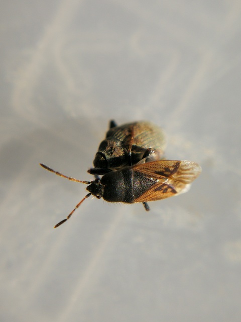 Megalonotus sabulicola