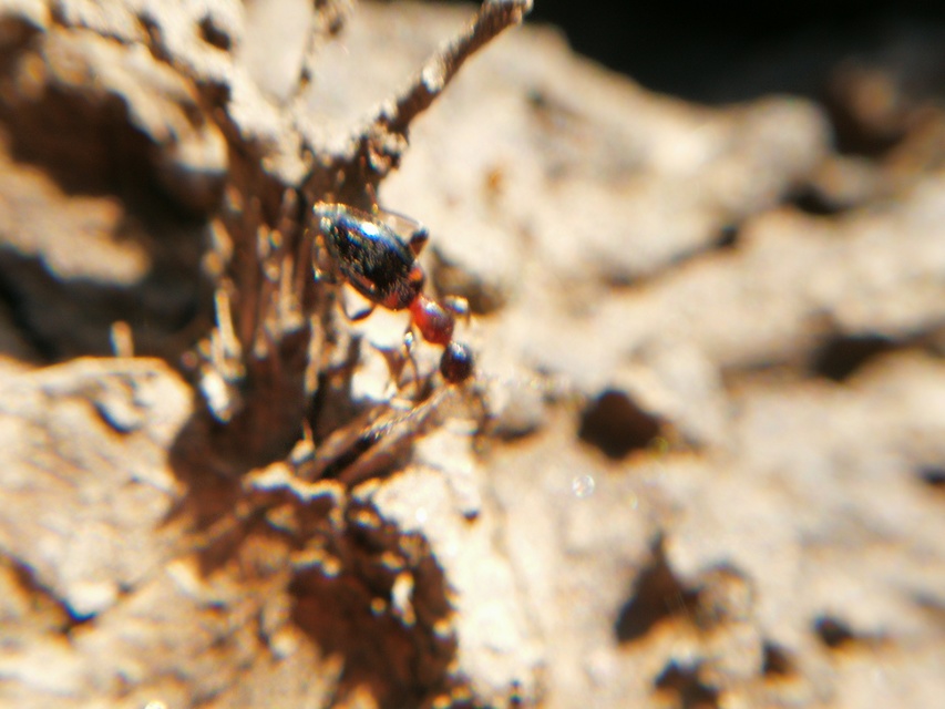 Anthelephila pedestris - hangyaszerű fürgebogár