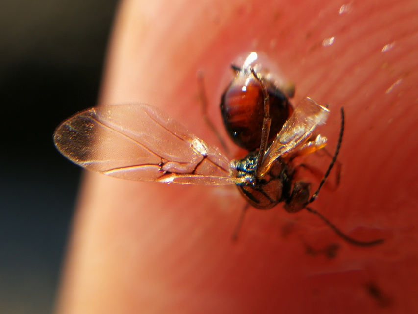 Cynipidae - gubacsdarazsak