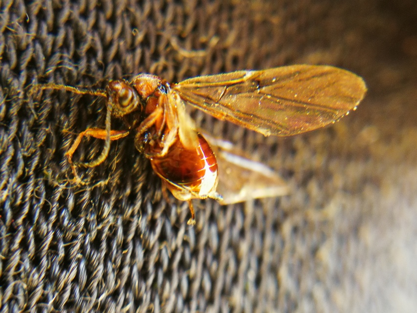 Cynipidae - gubacsdarazsak