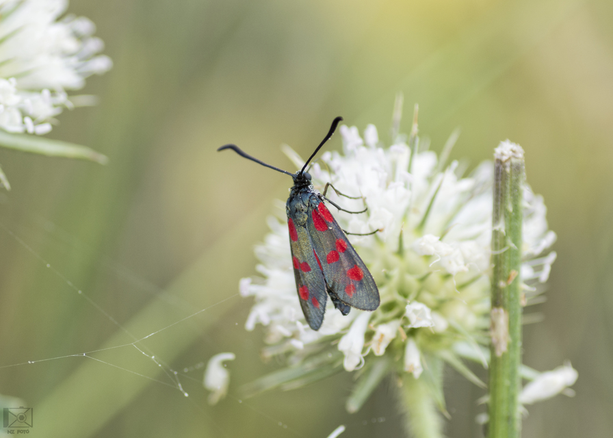 Zygaena filipendulae - acélszínű csüngőlepke