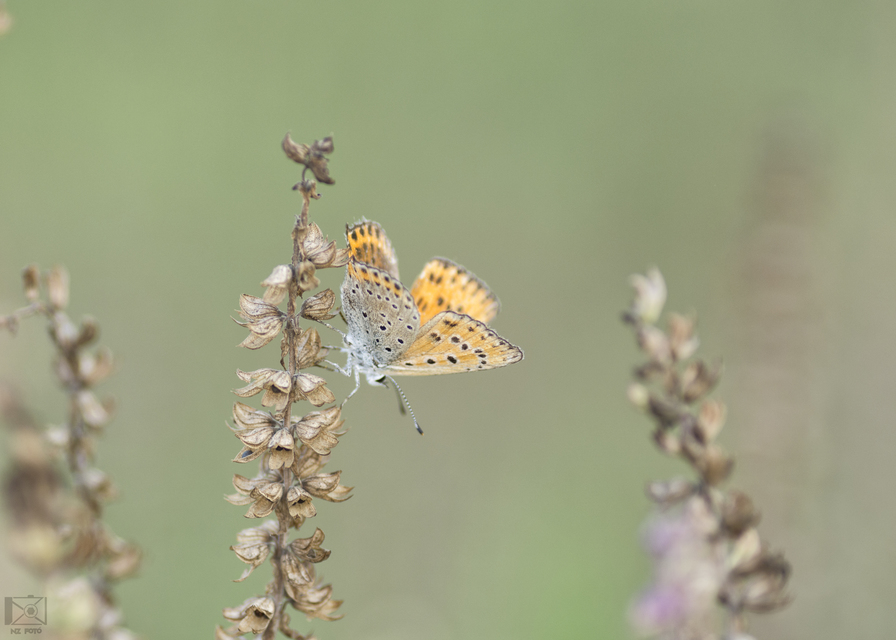 Lycaena thersamon - kis tűzlepke