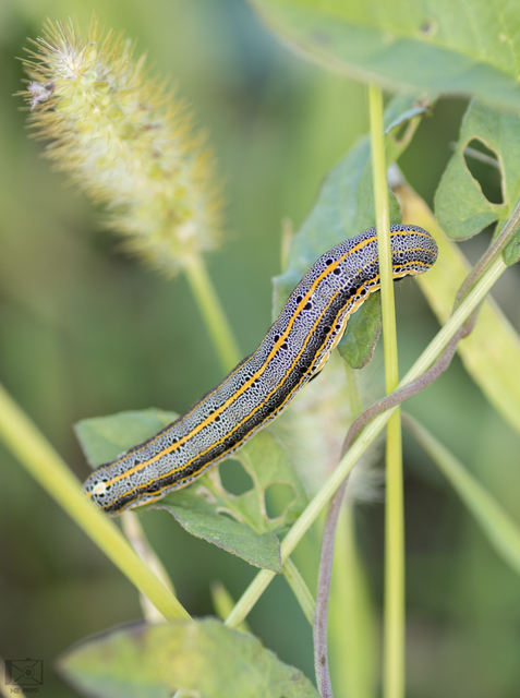 Anophia leucomelas - déli folyófűbagoly