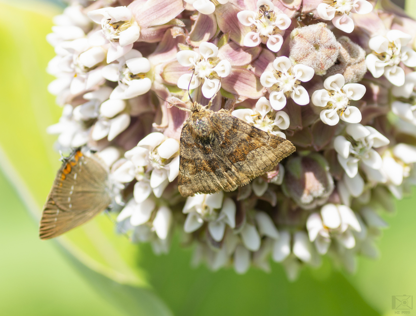 Euclidia glyphica - közönséges nappalibagoly