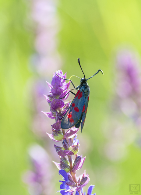 Zygaena filipendulae - acélszínű csüngőlepke