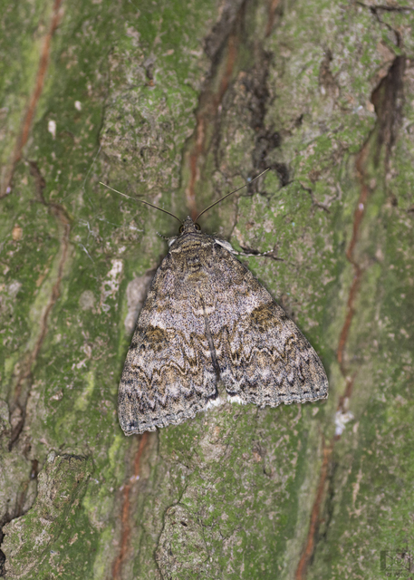 Catocala nupta - piros övesbagoly