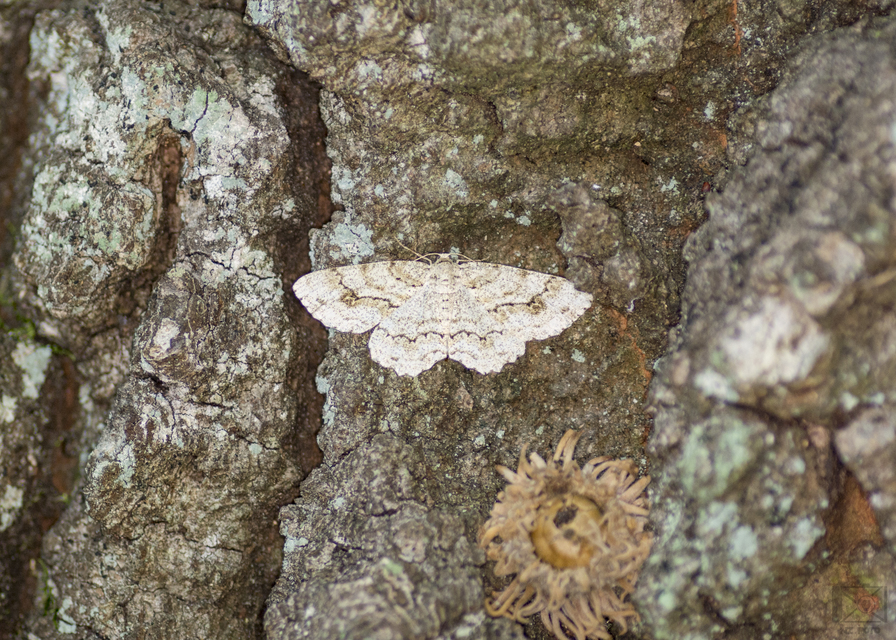 Ectropis crepuscularia - avararaszoló