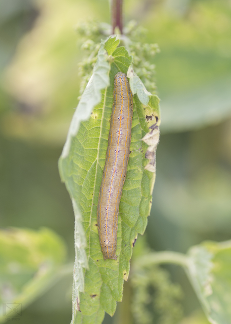 Anophia leucomelas - déli folyófűbagoly