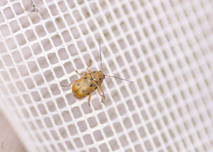 Cryptocephalus octomaculatus - nyolcfoltos zömökbogár